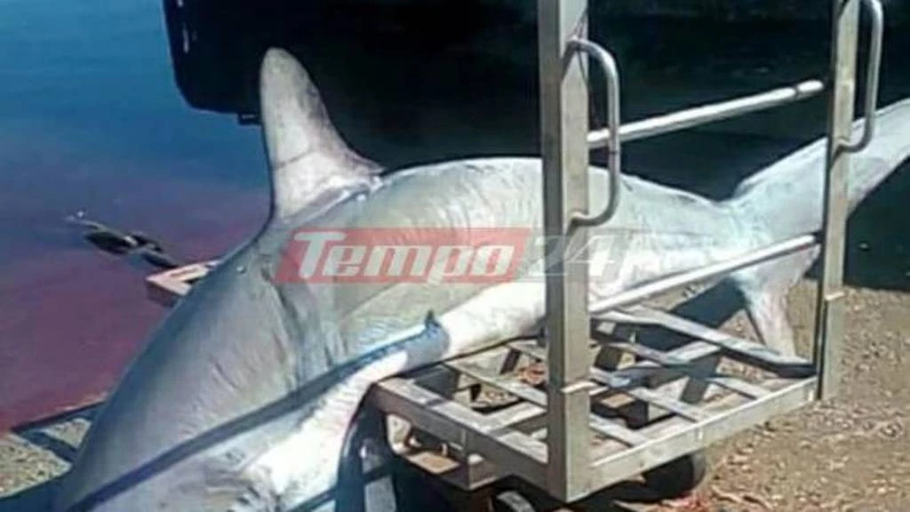 Στα δίχτυα ψαρά ένας καρχαρίας «αλεπού» – Δείτε τις εικόνες
